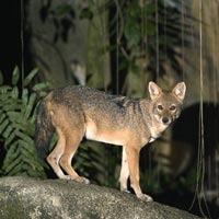 Singapore Wildlife Encounter