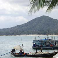 Samui Insel der Kokusnüsse